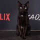 Image for article titled Sorry, But This Cat Is Hot